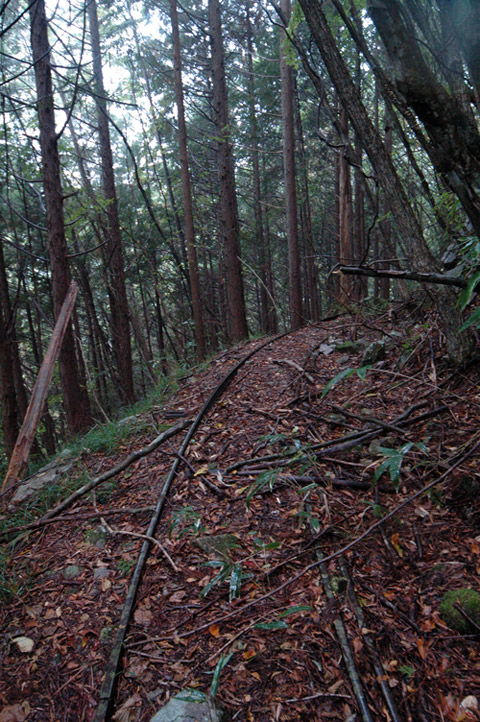 ���͐X�ѓS��,�ѓS,�p����,�i���[�O����,����c�я�,���H