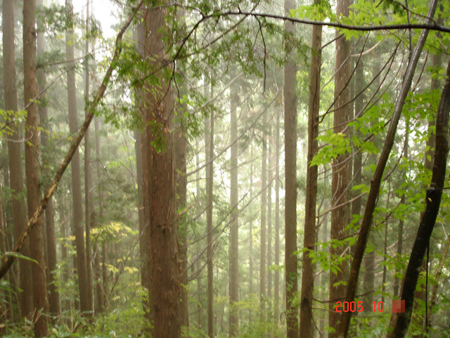 ���͐X�ѓS��,�ѓS,�p����,�g���b�R�O����,��ˏ���,�����T�R