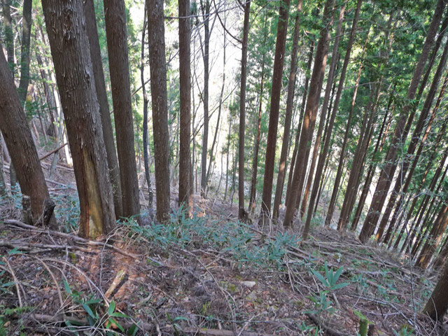 ���͐X�ѓS��,�ѓS,�p����,�؍މ^���O����,��ˏ���,�����T�R