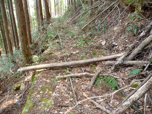 ����X�ѓS�����͐�,�ѓS,�p����,�i���[�O����,���H,���[��