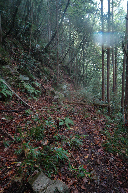 ����X�ѓS�����͐�,�ѓS,�p����,�i���[�O����,�ѓ�,���É��c�ы�