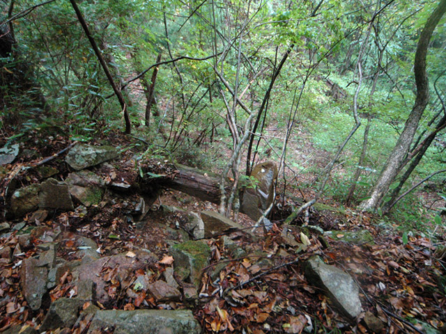 ���͐X�ѓS��,�ѓS,�p����,�i���[�O����,�،�,�����T�R