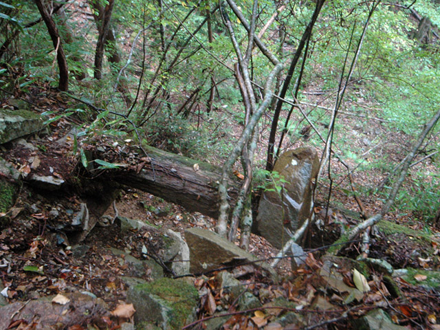 ���͐X�ѓS��,�ѓS,�p����,�g���b�R�O����,�V��,�����T�R