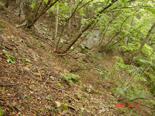 ����X�ѓS�����͐�,�ѓS,�p����,���͗ѓ�,�ы�,�O��