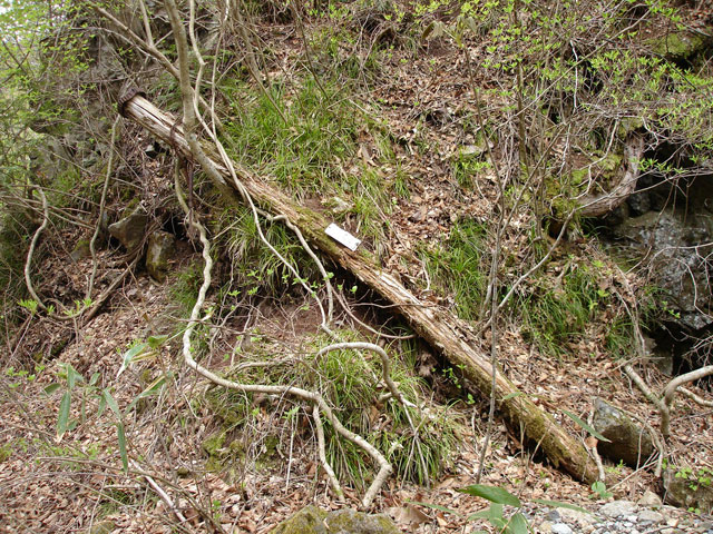 ����X�ѓS�����J���u���J����[�Ǖ��v